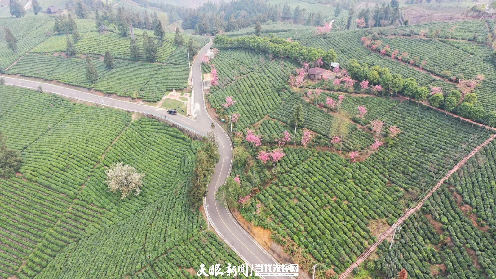 (中首)贵州普安:万亩茶山景色美茶旅融合谱新篇