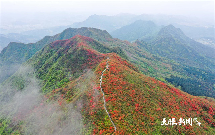 贵州丹寨:杜鹃花海美如画