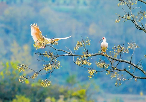 572种!陕西鸟类40余年新增200多种_fororder_微信图片_20230418091345