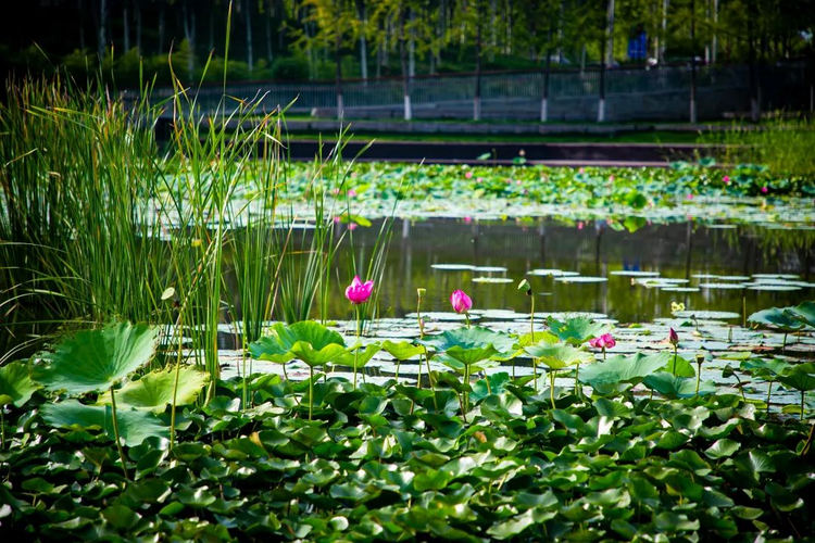 沣西新城:打造低碳绿色的创新城市发展之路_fororder_图片3