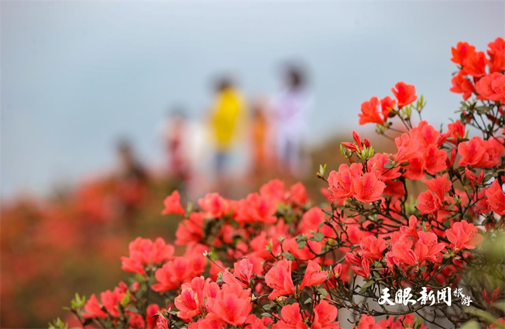 贵州丹寨:杜鹃花海美如画