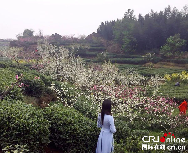 图片默认标题_fororder_普兴桃花（峨眉山市委宣传部--供图）
