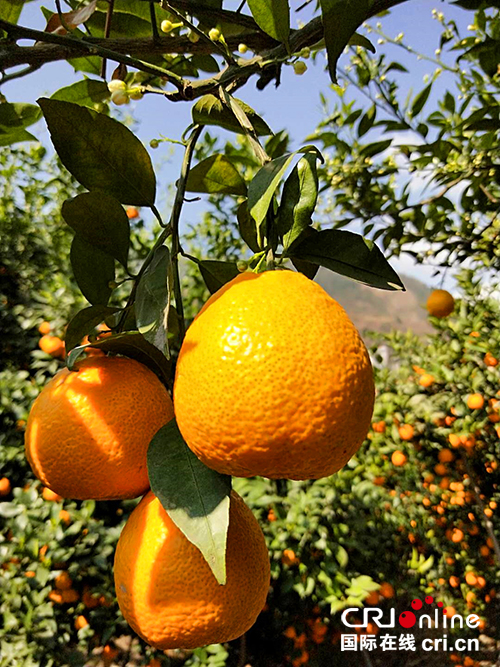 图片默认标题_fororder_万亩黄果柑（摄影：葛旺）