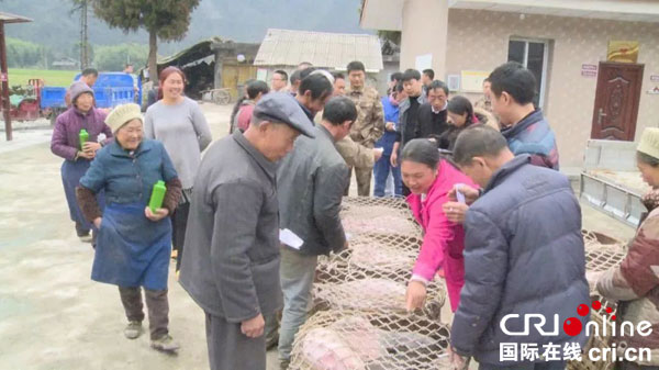 图片默认标题_fororder_仔猪发放中（金口河区委宣传部-供图）-(1)