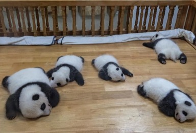大熊猫的生长发育过程是怎样的?