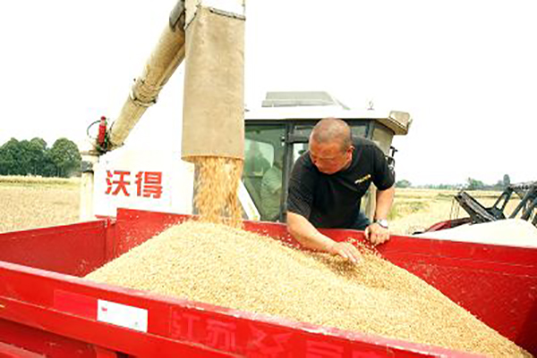 (张)德阳绵竹:小春收割大春播种 农机助力忙“双抢”_fororder_mmexport1684292686193