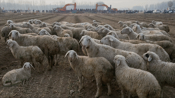 新华社：7个动图，让你见证“凤凰”展翅的奇迹！