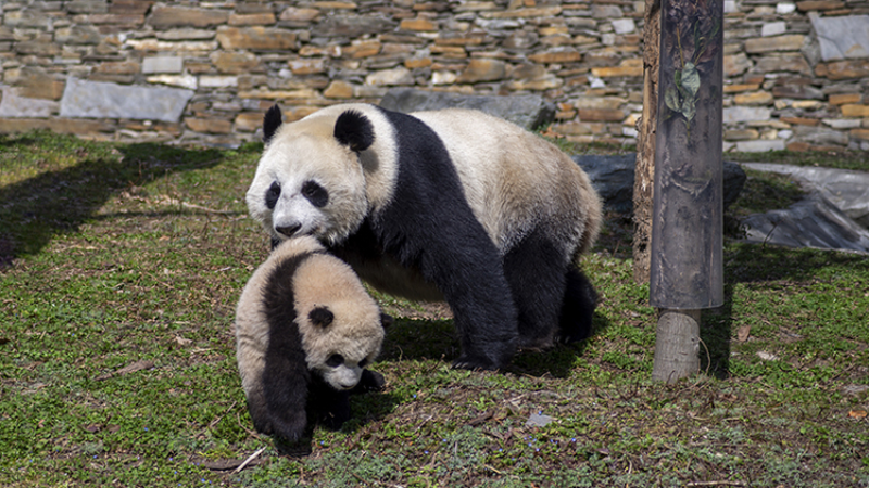 Pandas with their cubs