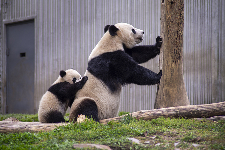 Pandas with their cubs_fororder_大熊猫带幼崽一起玩耍