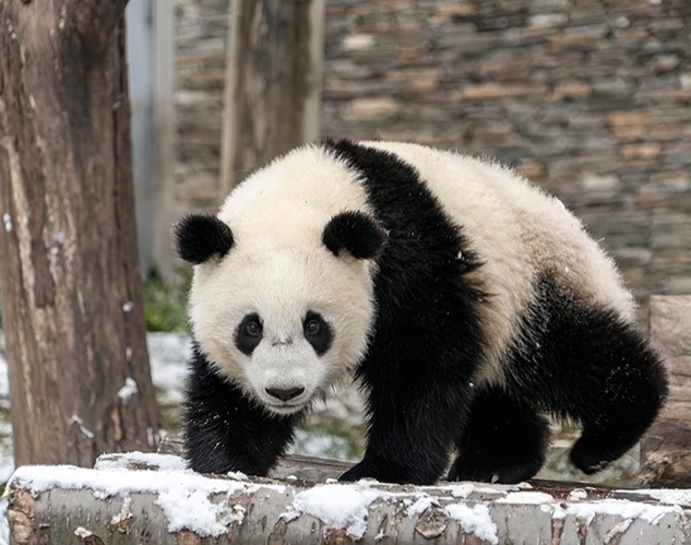 关于野生大熊猫种群生存最小需求栖息地面积的研究成果引广泛关注The Research Results of the Giant Panda Research Team in China West Normal University on the Minimum Habitat Area Required for the Survival of Wild Giant Panda Populations have Attracted Widespread Attention
