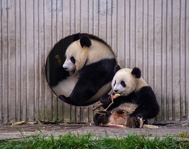 西华师大大熊猫研究团队在大熊猫保护微生态方面取得新进展_fororder_微信图片_20230316143822