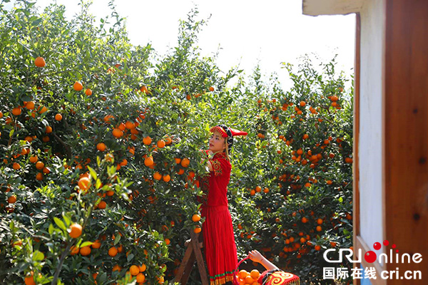 图片默认标题_fororder_游客果园采摘（摄影：葛旺）