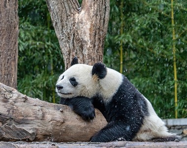 Biological Conservation 发表西华师大关于“野外大熊猫微生境”最新研究成果 China West Normal University published the latest research results on "Wild Giant Panda Microhabitat"_fororder_微生境