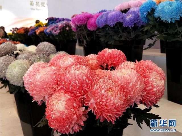 上千个中外菊花参赛作品亮相北京世园会