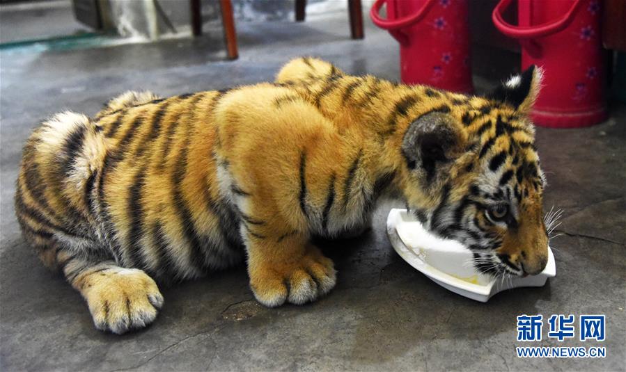 济南动物园人工饲养孟加拉虎宝宝茁壮成长