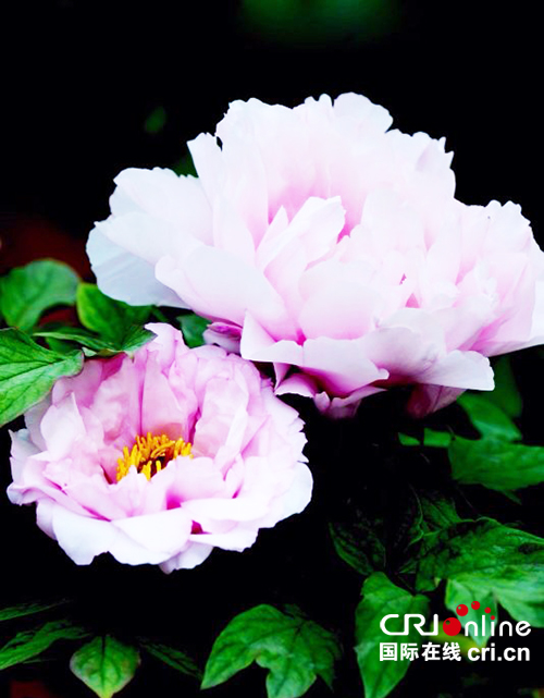 图片默认标题_fororder_艳丽的牡丹