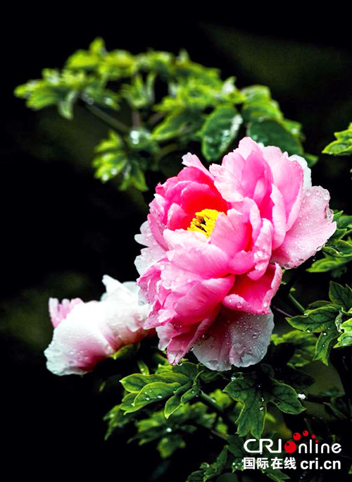 图片默认标题_fororder_艳丽的牡丹1