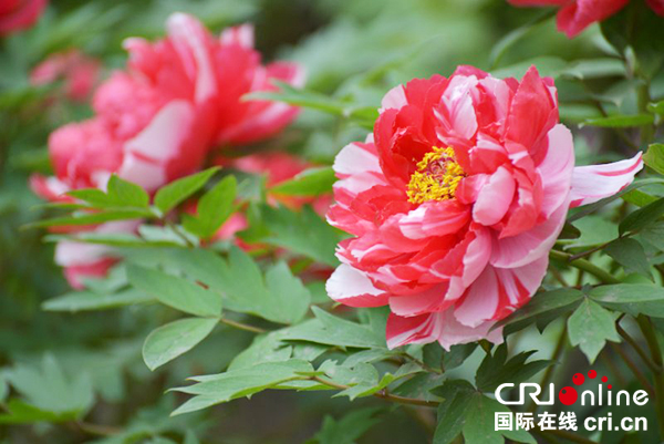 图片默认标题_fororder_艳丽的牡丹2