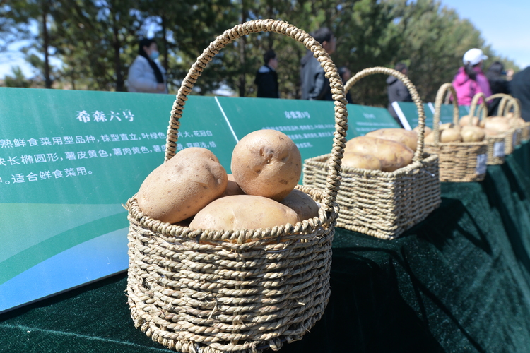 河北围场:强创新 调结构 全力打造马铃薯产业强县_fororder_“春播节”马铃薯产品展台 孙占军摄.JPG