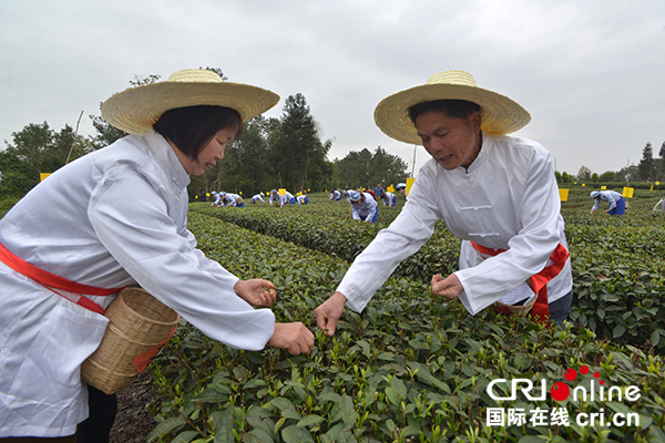 图片默认标题_fororder_采茶能手采集“明前茶”（邛崃市委宣传部-供图）