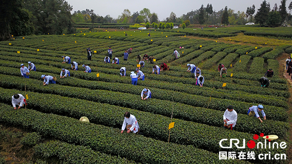 图片默认标题_fororder_夹关茶山采茶忙（邛崃市委宣传部-供图）