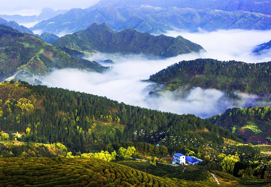 三国の聖地で菜の花に魅了＝陝西省勉県