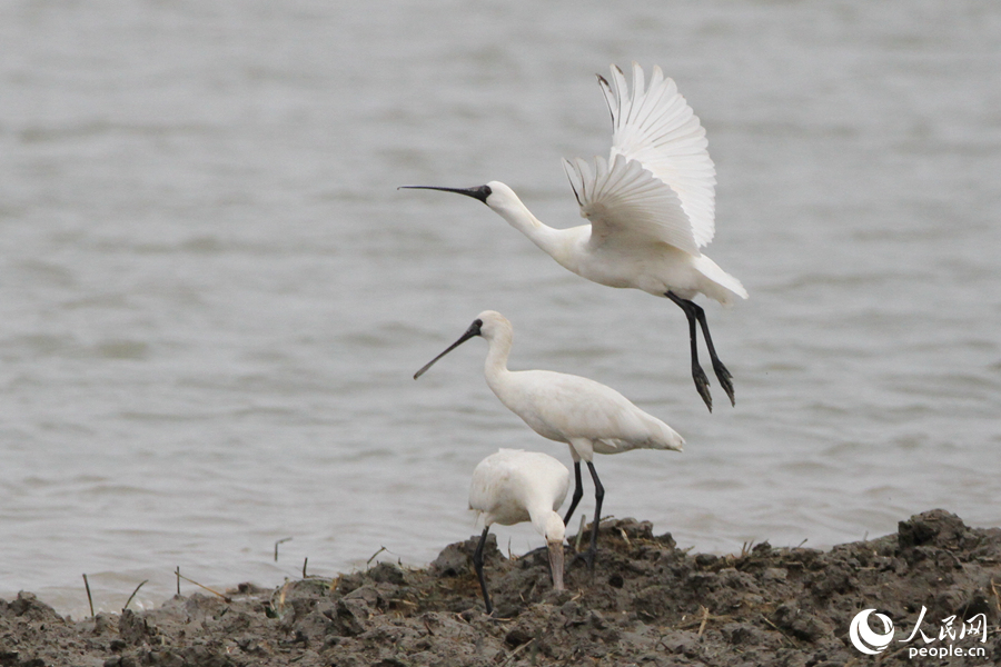 国家一级重点保护动物黑脸琵鹭“组团”现身厦门