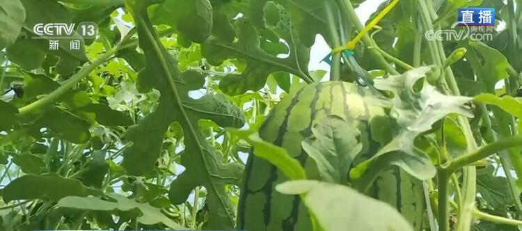 瓜果香飘振兴路 小西瓜带来“甜蜜生活”