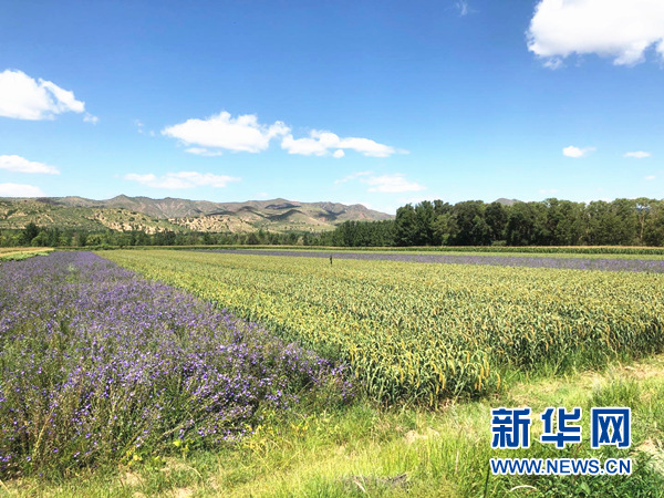 新华网：【边疆党旗红】从相加到相融 融合党建带来小庙子村大变