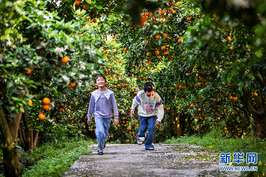 重庆:三峡橘海又到“花果同树”时