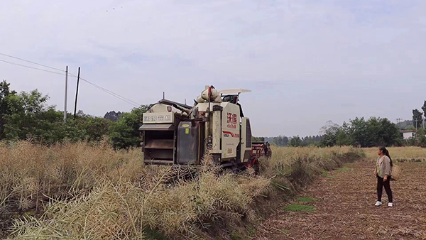 简阳:铁牛奔腾 耕出都市农业“丰景”_fororder_高坡村油菜“丰景”--供图-简阳市融媒体中心