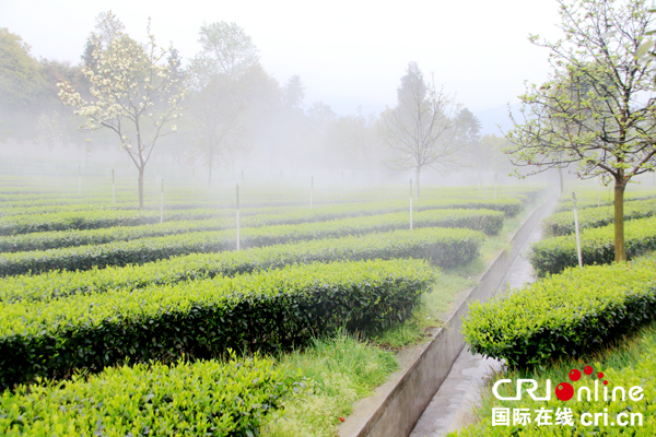 图片默认标题_fororder_早白尖茶园基地一角-8（摄影-高学兵）