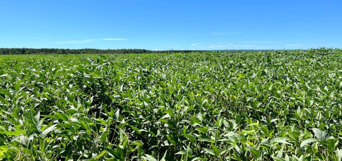 增面积、育良种、延链条——黑龙江黑河大豆产业发展调查