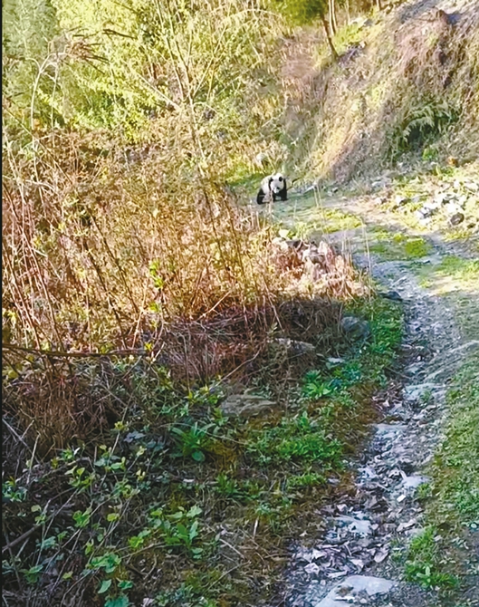 (转载)喊出“中国野生大熊猫第一市” 绵阳究竟有何底气?