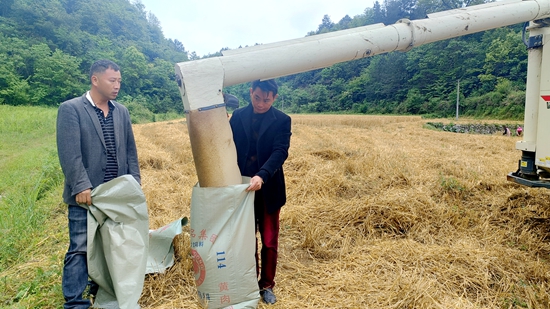 贵州平塘：风吹麦浪香  农机挑起麦收大梁_fororder_装袋机收小麦