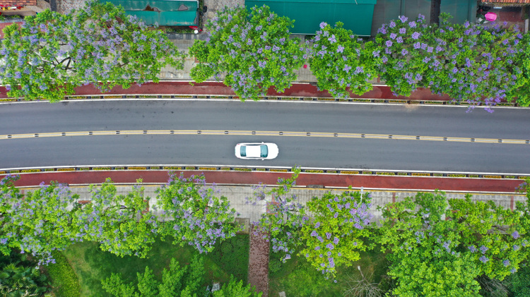 图片新闻|蓝花楹开 浪漫街头