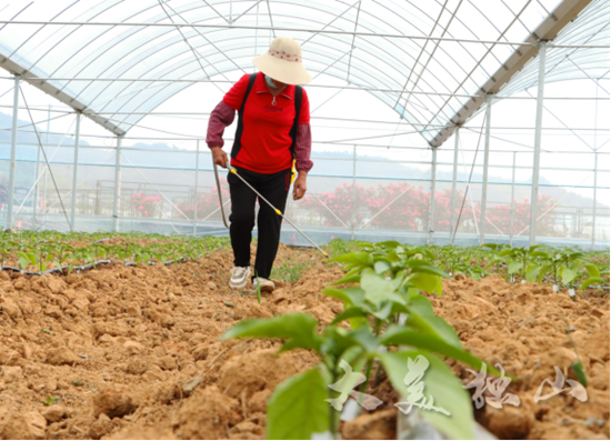 （供稿）贵州独山：发展现代设施农业 助力产业增值增效_fororder_640