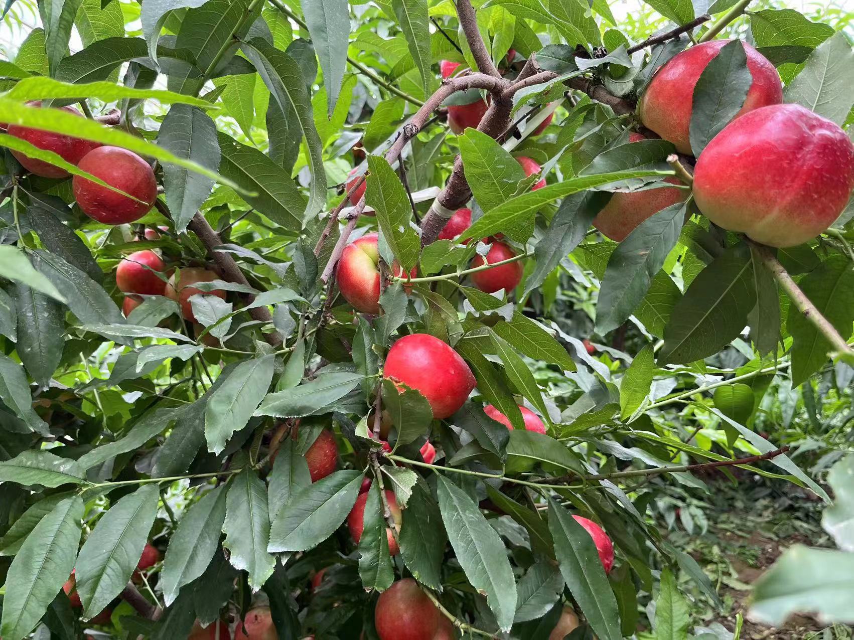 渭南市大荔县埝桥镇:大棚油桃脆甜可口 百姓致富有奔头_fororder_微信图片_20230511151627
