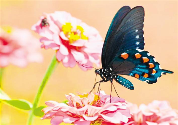 荆门:昆虫振翅“飞”向产业新蓝海_fororder_03