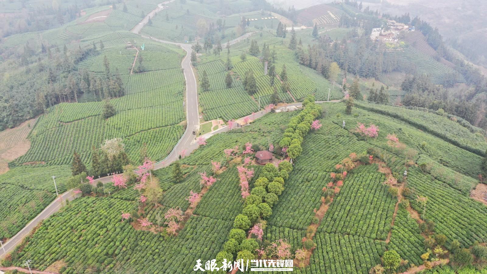 (中首)贵州普安:万亩茶山景色美茶旅融合谱新篇