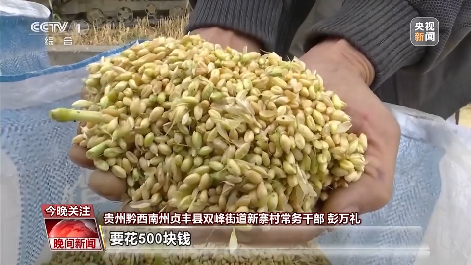 科技改变农业!当传统小麦遇上现代机械化收割……