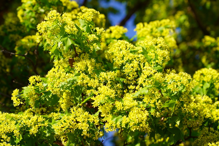 “枫”花正茂 惹人醉_fororder_DSC00494.JPG