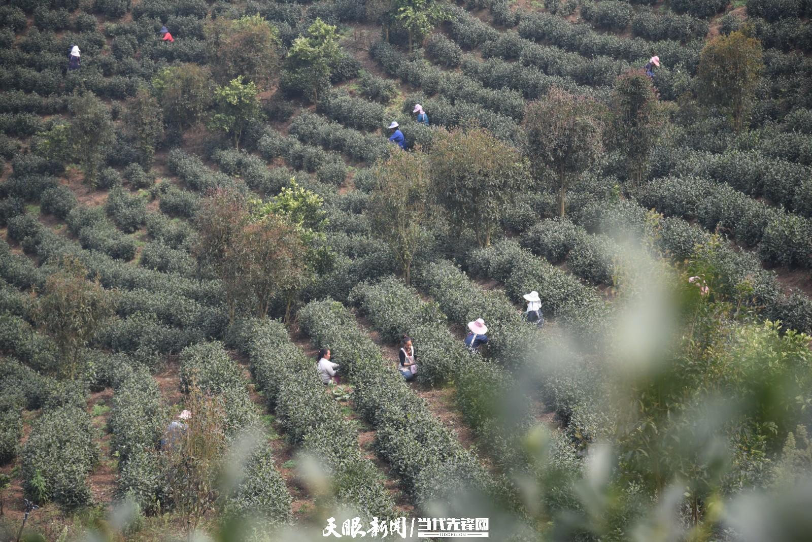 (中首)贵州普安:万亩茶山景色美茶旅融合谱新篇