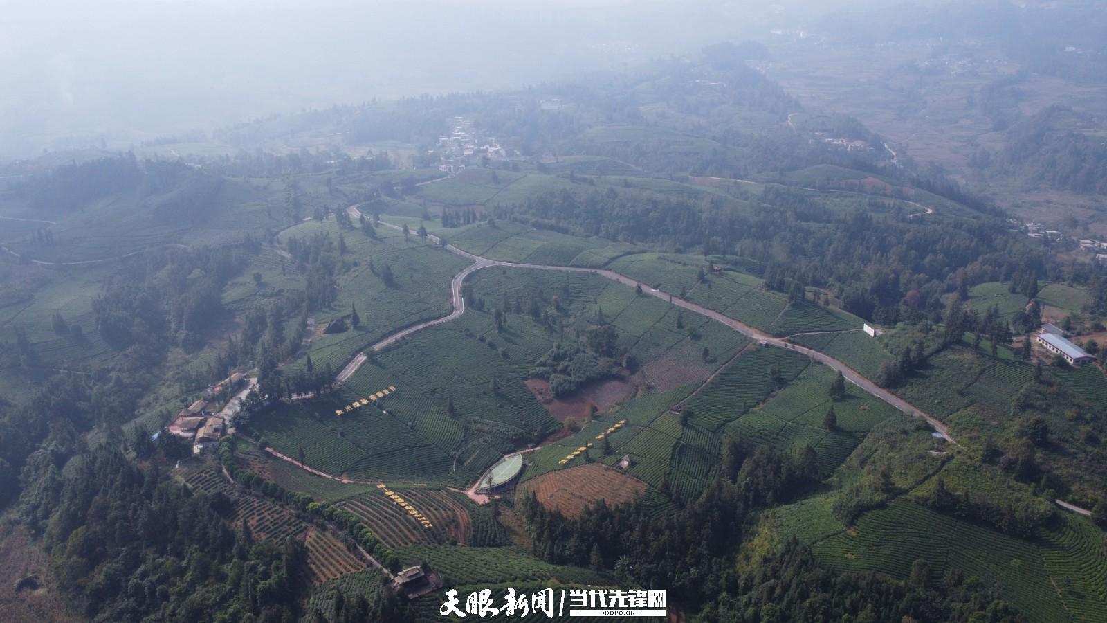 (中首)贵州普安:万亩茶山景色美茶旅融合谱新篇
