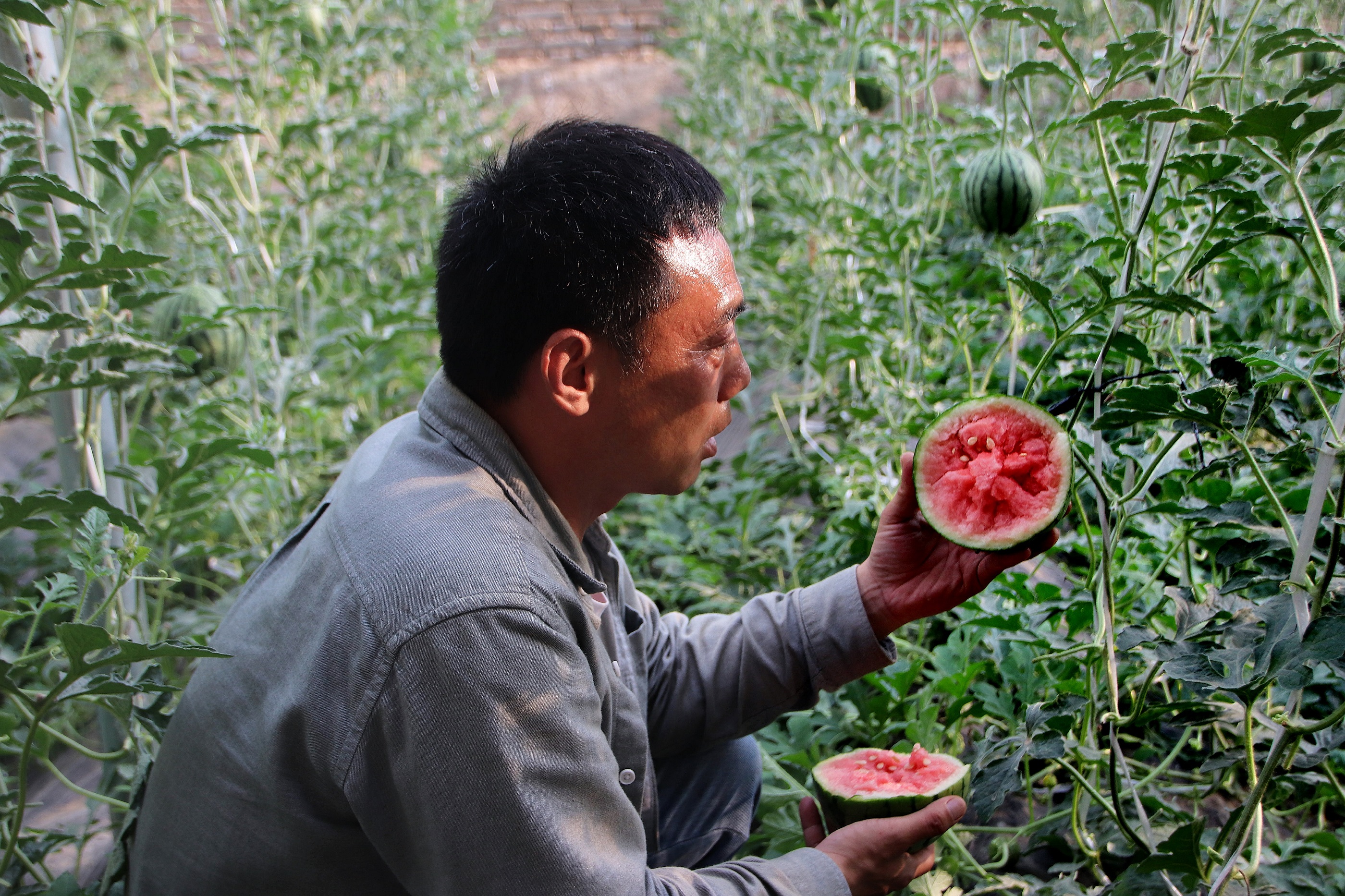 (原创)保定博野:“空中”西瓜藤 致富有“钱”景_fororder_5