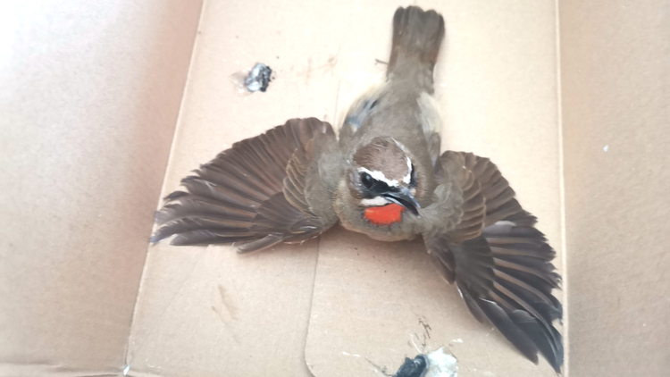 河北唐县:警民联手救助国家二级保护野生动物——红喉歌鸲_fororder_红喉歌鸲三