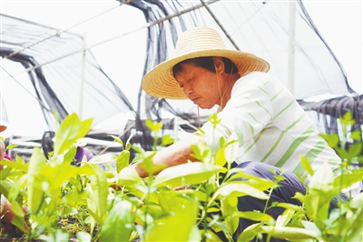 江西樟树:双金,绿满青山写传奇_fororder_樟树双金