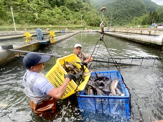 贵州平塘200吨鲟鱼走出国门_fororder_工人们正在捕捞鲟鱼.JPG