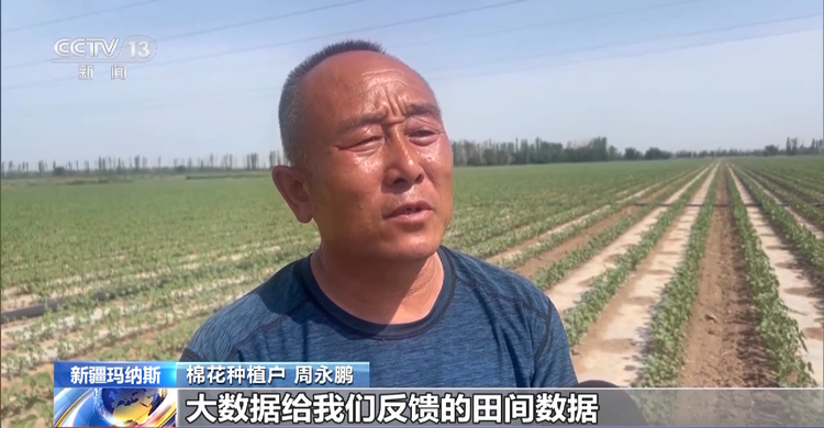 卫星遥感指导科学田管 棉花“避暑”有妙招→