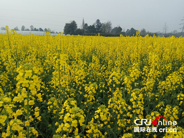 图片默认标题_fororder_3